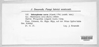 Mycosphaerella confinis image